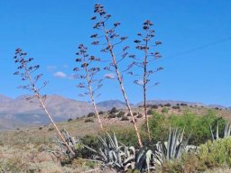 Little Karoo